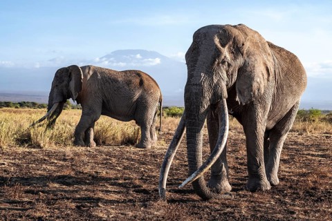 African elephant (Loxodonta africana) in picturesque landscape with the summit of Mount