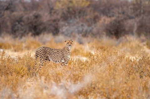 Cheetah (Acinonyx jubatus) runs in dry savanna, Etosha National Park, Namibia