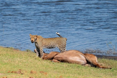 Leopard (Panthera pardus) with kill, waterbuck, Ihaha, Chobe National Park National Park, Botswana