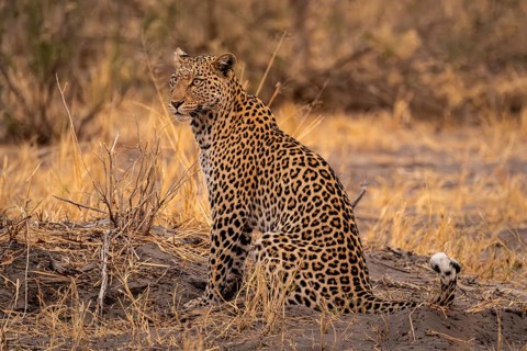 Female, leopard (Panthera pardus) sitting, dry grass, Savuti, Chobe National Park National Park,