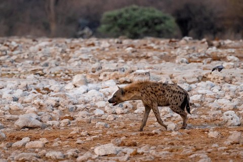 Spotted hyena or spotted hyena (Crocuta crocuta), Etosha National Park, Namibia