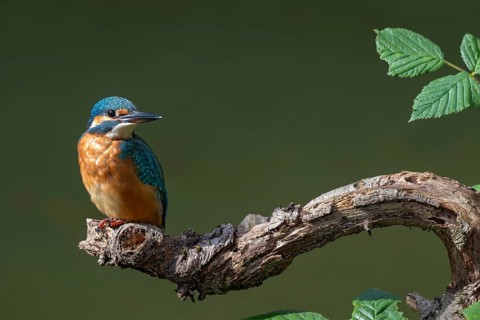 Kingfisher (Alcedo atthis) sitting on a branch, Littlewood Ranch, Limbach, Burgenland, Austria