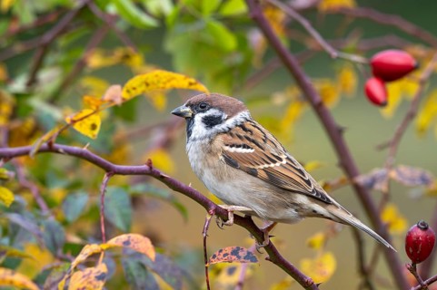 Tree sparrow (Passer montanus) sitting in a wild rose bush, Littlewood Ranch, Limbach, Burgenland,
