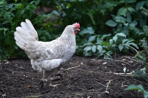 Hen, Gallus gallus domesticus, looking for food in a free-range farm, organic farming,