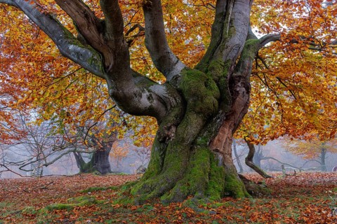 Beech in Hutewald Halloh, Hesse, Germany