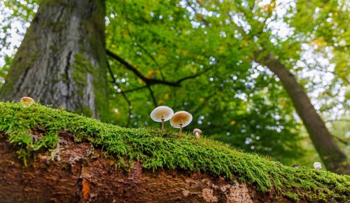 Beech slime (Mucidula mucida), Germany