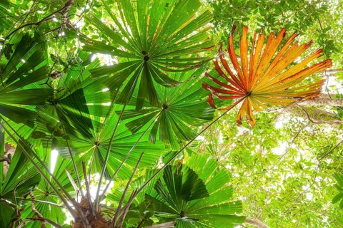 Australian fan palms in sunny rainforest on the way to Mount Sorrow in Daintree National Park