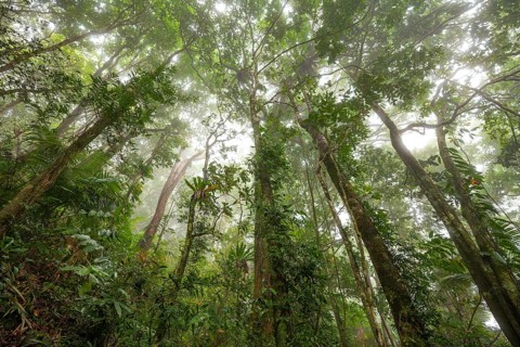 Misty tropical forest with ficus and endemic species on the way to Mount Sorrow in Daintree