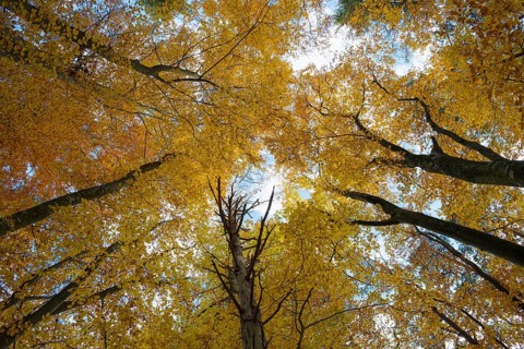 Autumn forest, view of the treetops from below, Schauinsland, Freiburg im Breisgau, Black Forest,