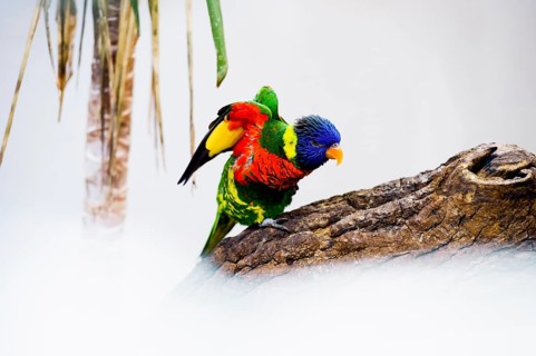 Parrot, colorful, all-color lory, Trichoglossus haematodus