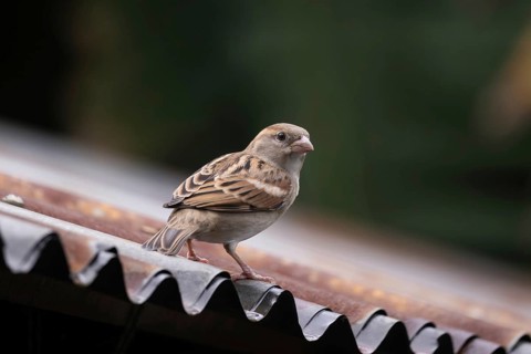 A house sparrow (Passer domesticus) sitting on a tin roof, Gazipur, Bangladesh