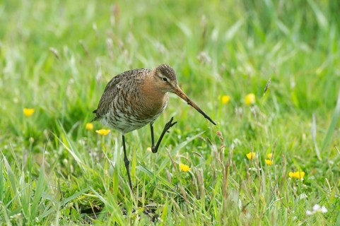 Black-tailed gown (Limosa limosa) looking for food in meadows, Lower Saxony, Germany