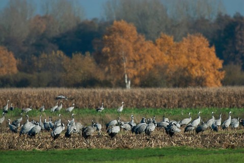 Cranes (grus grus) while resting on the southward train looking for food in a harvested corn field,