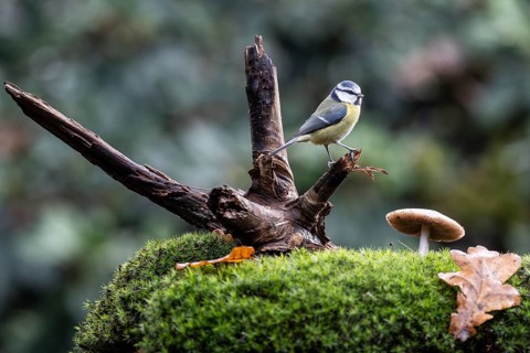 Blue tit (Parus caerulea), Emsland, Lower Saxony, Germany