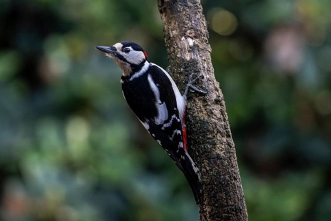 Great Spotted Woodpecker (Dendrocopos major), Emsland, Lower Saxony, Germany