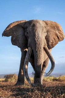 African elephant (Loxodonta africana), the famous Super Tusker elephant Craig, old male with long