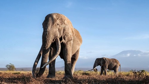 African elephant (Loxodonta africana) with Kilimanjaro, the famous Super Tusker elephant Craig, old