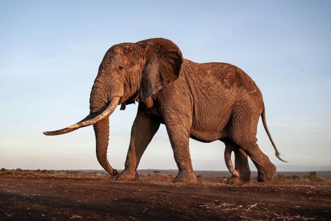 African elephant (Loxodonta africana), the famous Super Tusker elephant Craig, old male with long