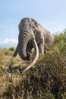 African elephant (Loxodonta africana) eats leaves, the famous Super Tusker elephant Craig, old male