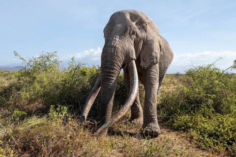 African elephant (Loxodonta africana) eats leaves, the famous Super Tusker elephant Craig, old male