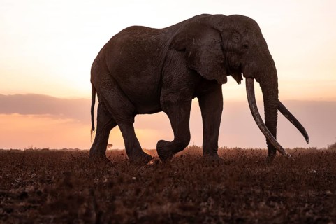 Backlight, African elephant (Loxodonta africana), the famous Super Tusker elephant Craig, old bull