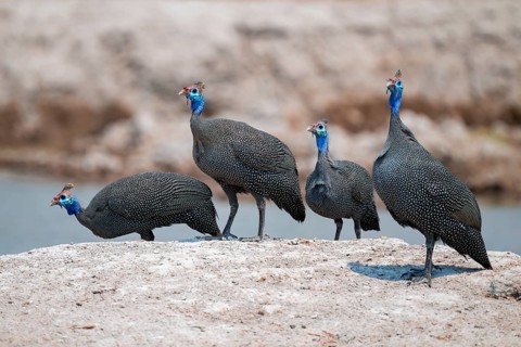 Helmet guinea fowl (Numida meleagris), swarm at the waterhole, Nxai Pan National Park, Botswana