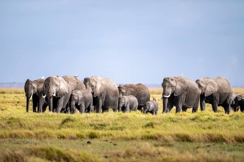 African elephant (Loxodonta africana), herd of young animals in Amboseli National Park, Rift Valley