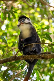 Red-tailed monkeys or Congo white-nosed monkeys (Cercopithecus ascanius schmidti), Kibale National