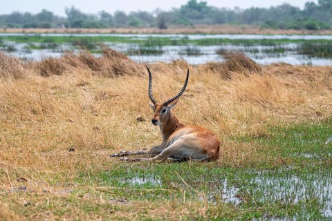 Letschwe or litchi bog antelope (Kobus leche), adult male, in tall dry grass, Okavango Delta,