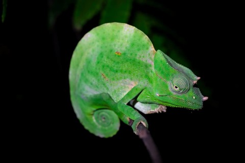 Usambara three-horned chameleon (Trioceros deremensis), chameleon on a branch at night, Amani