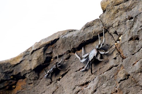 Red rock crabs (Grapsus adscensionis), black cubs on a volcanic rock, coast, La Santa, Lanzarote,