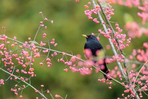 A common blackbird (Turdus merula) sits in a European spindle tree (Euonymus europaeus), and eats