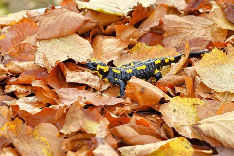 Fire salamander (Salamandra salamandra), in a beech forest on autumn leaves, autumn, Wilnsdorf,