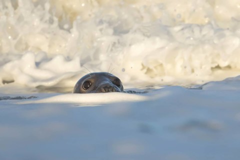 Grey seal (Halichoerus grypus) adult animal in the breaking waves of the sea, England, United