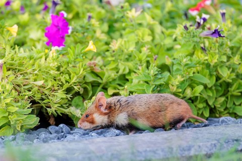 A European hamster (Cricetus cricetus) searches for food on a decorated grave and eats the petals