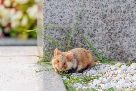 A European hamster (Cricetus cricetus) forages for food on a grave. Vienna, Austria