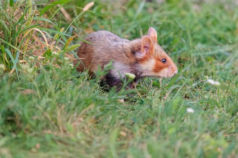 A European hamster (Cricetus cricetus) forages for food on green grass. Vienna, Austria