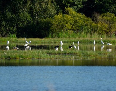 Black storks (Ciconia nigra) and great egret (Ardea alba) in the shallow water zone of a pond,
