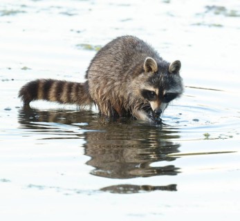 Raccoon (Procyon lotor), looking for food in the shallow water zone of a lake, Lower Saxony,