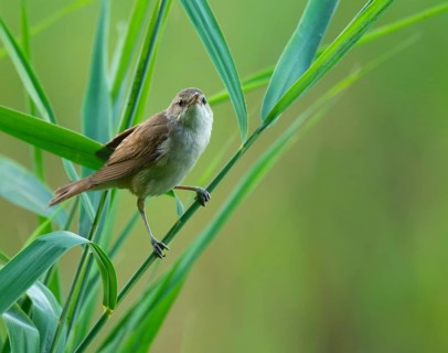 Thrush warbler (Acrocephalus arundinaceus) on a reed, reed (Phragmites australis), Lower Saxony,