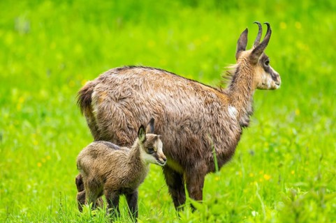 Chamois (Rupicapra rupicapra) Mother (doe) with her youngster (fawn) on a meadow, Austria