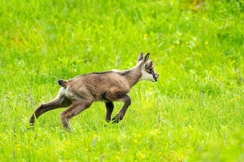 Chamois (Rupicapra rupicapra) youngster (fawn) standing on a meadow, Austria
