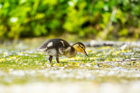 Wild duck (Anas platyrhynchos) chick standing at the schore of a little lake, Bavaria, Germany