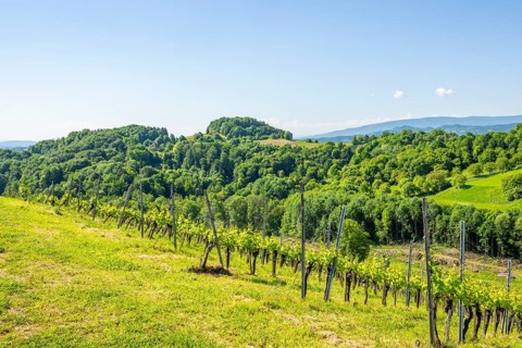 Landscape of the wine yards growing on the hills of southern styria, Austria