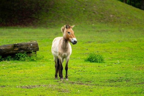 Przewalski's horse (Equus ferus przewalskii) standing on a meadow, Austria, Germany