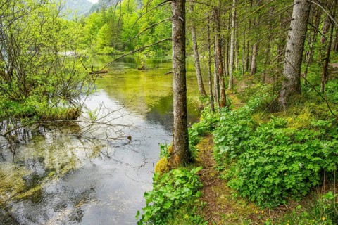 Landscape of Lake Almsee on a rainy day in spring, Salzkammergut, Austria