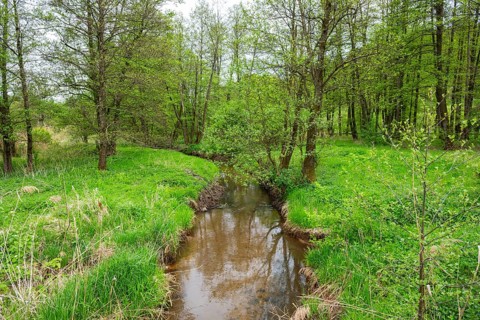 Lanscape of a little stream flowing through the forest in spring on a rainy day, Bavaria, Germany