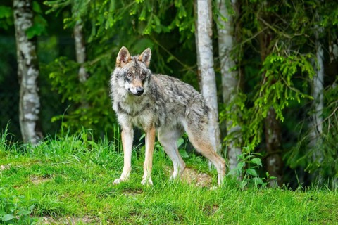 Eurasian wolf (Canis lupus lupus) in a forest, Austria