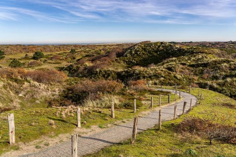 Dune sheep of Ostplate, in the east of the East Frisian island of Spiekeroog, autumn, brown dunes,