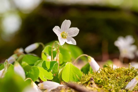 Close-up of blooming woodland sorrel (Oxalis acetosella) on the moss-covered soil of a forest in